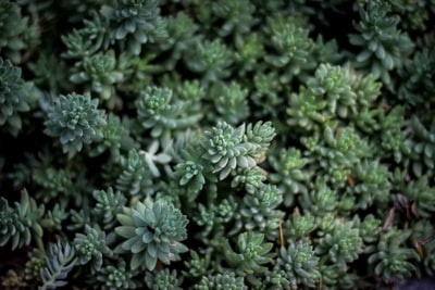 绿叶植物特写照片